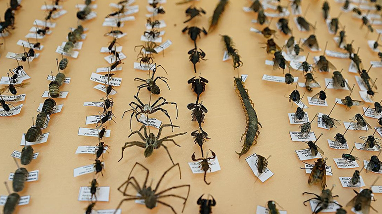 Tarıma bir darbe daha! Böcekleri artık kış da durdurmuyor