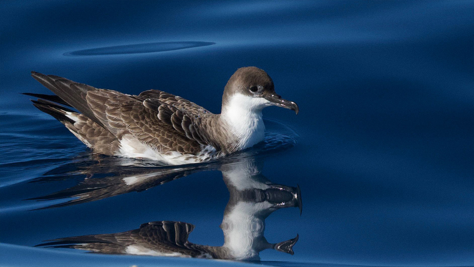 Güney Okyanusu'nda yaşıyor: Türkiye’de ilk kez görüntülendi