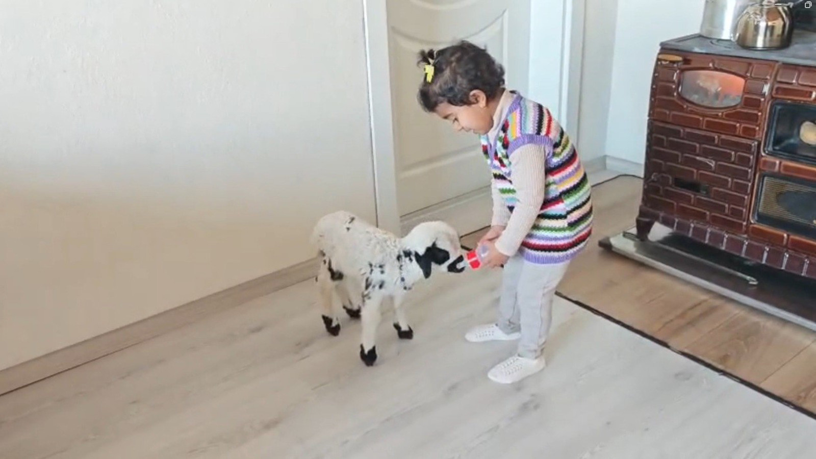 Minik Ezo'nun annesinin reddettiği kuzu "Pırıl"a ilgisi yürek ısıttı