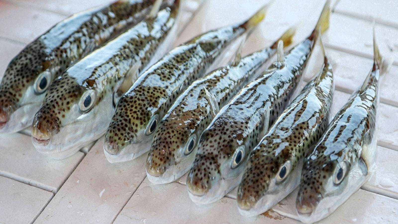 'Balon balığı avcıları', 1 milyon 227 bin 144 lira kazandı