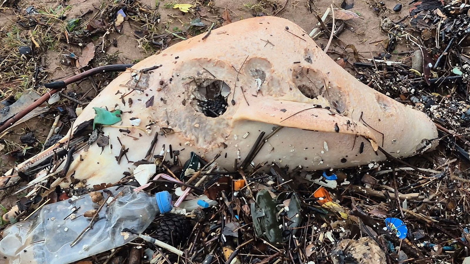 Dev dalgalar, ölü yunus balığının kalıntılarını sahile sürükledi