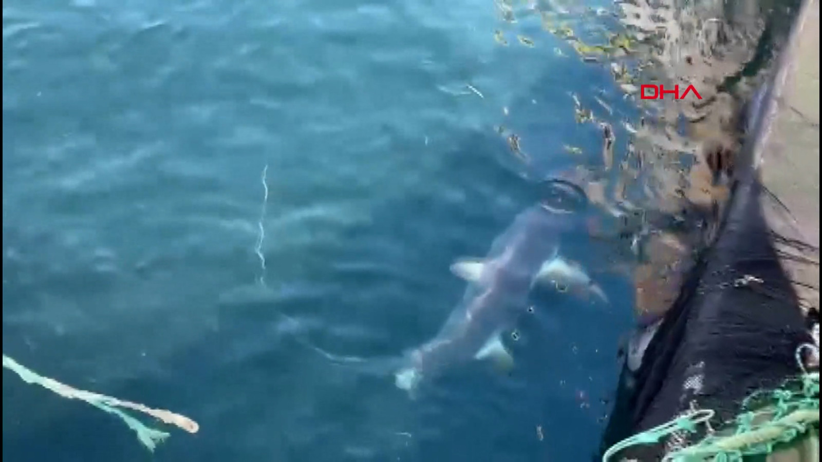 Yakalandığı gibi bırakıldı: Çanakkale'de kamçı kuyruk cinsi 2 köpek balığı ağlara takıldı