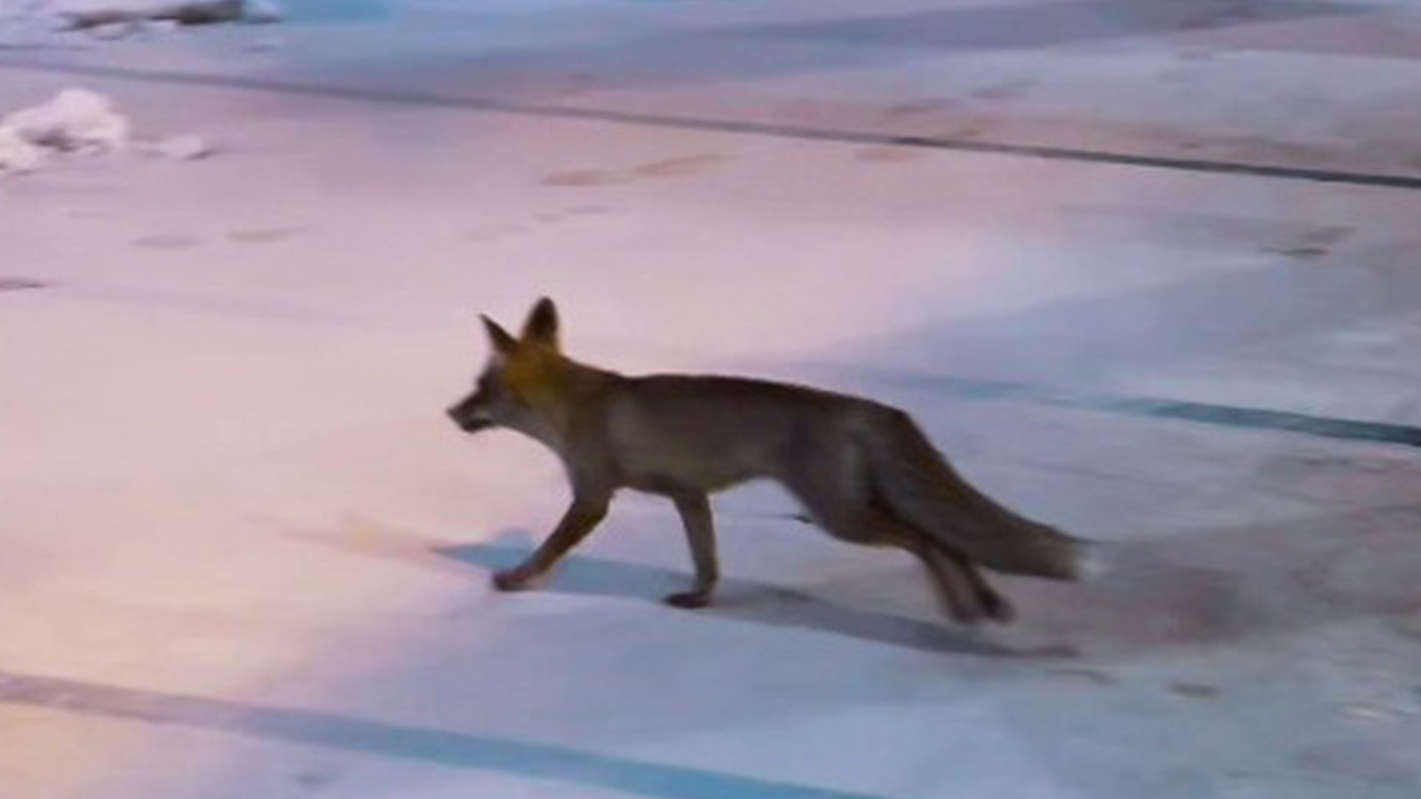 Balıklıgöl’e sürpriz ziyaretçi: Karda yiyecek bulamayınca...