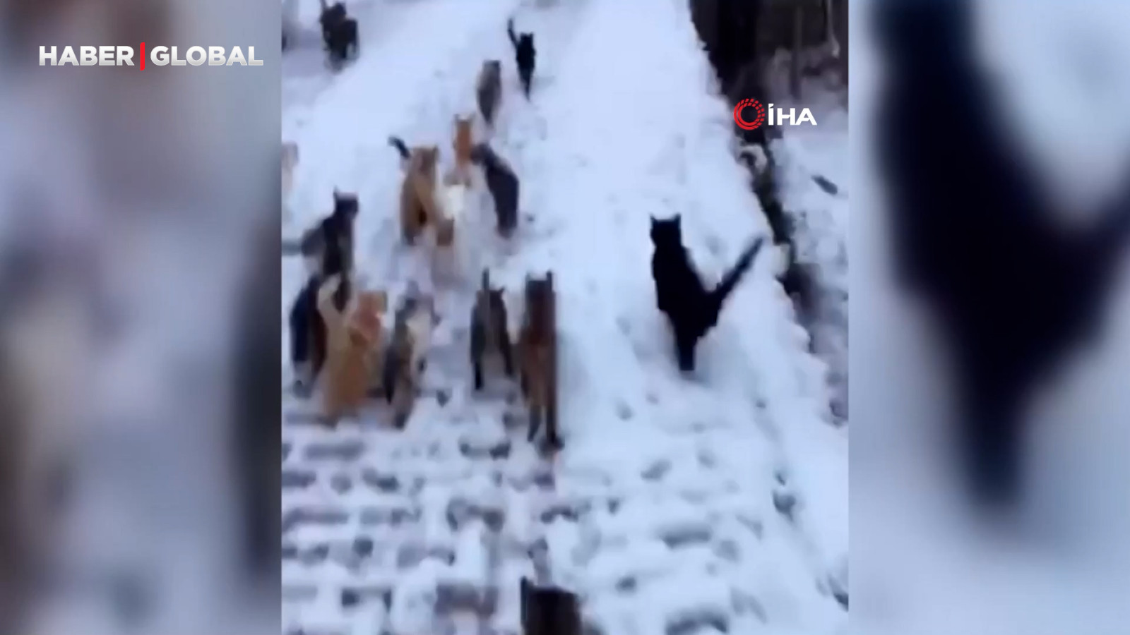 Erzincan’da kar yağışının ardından yiyecek bulamayan köy kedilerini besledi