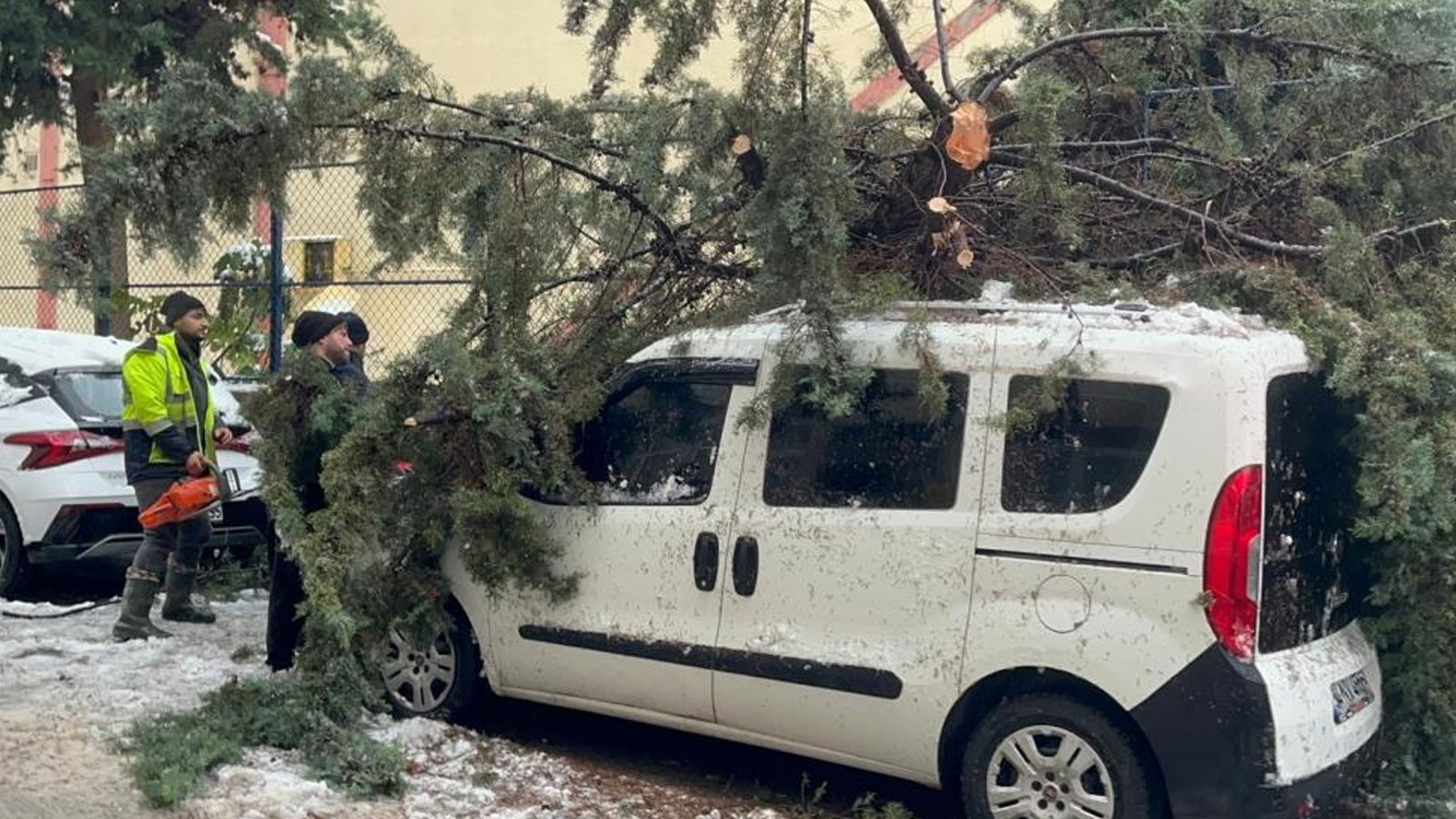Sinop'ta kökünden sökülen ağaç aracın üzerine devrildi