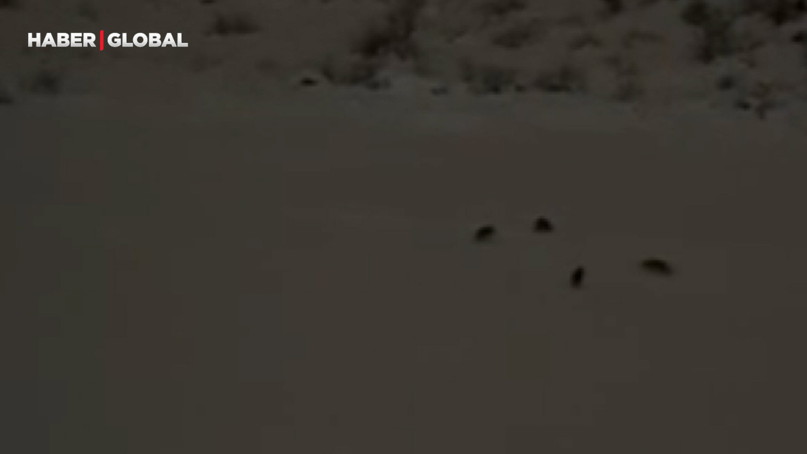 Yer Hakkari: Kurt sürüsünü bu halde görenler cep telefonuna sarıldı