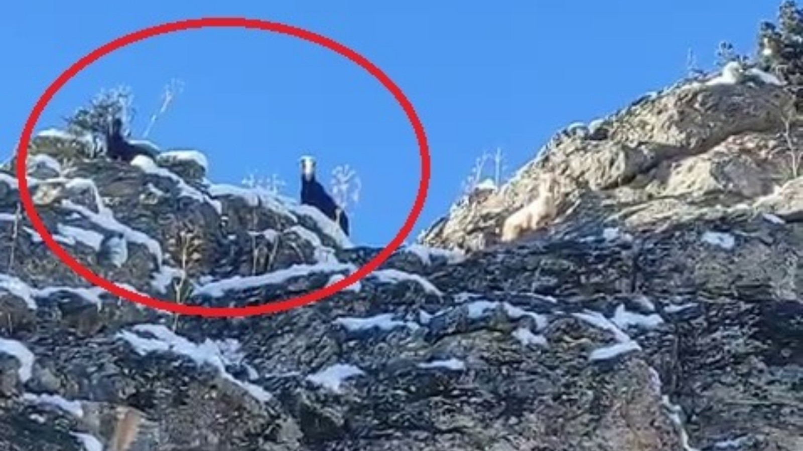 Adana'da dağda mahsur kalan 18 keçi kurtarılmayı bekliyor