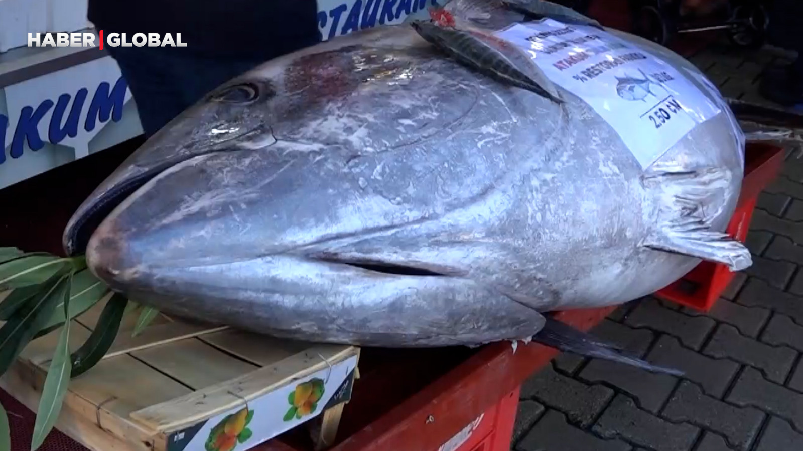 Düzce açıklarında şaşırtan anlar, 353 kiloluk orkinos yakalandı: "Forkliftle indirdik"