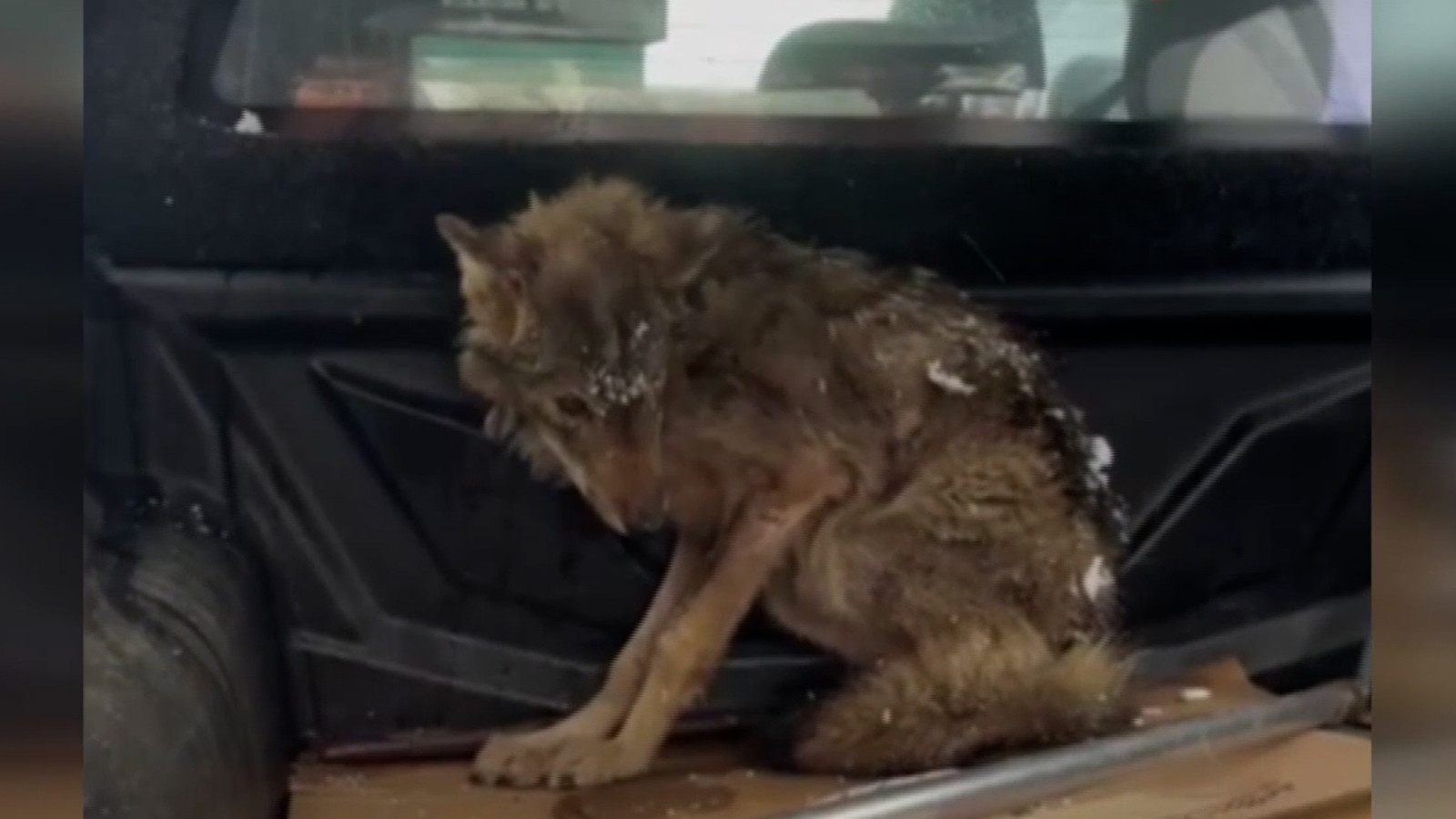 Kar nedeniyle aç kalıp bitap düşen kurt, köpek barınağına sığındı