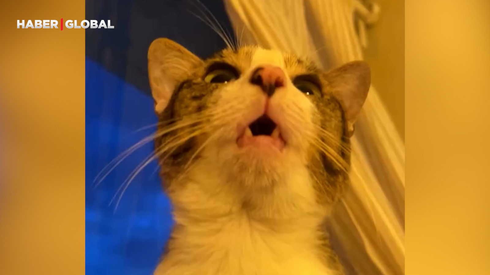 Sahibinin ismini söyleyen kedi izlenme rekoru kırdı