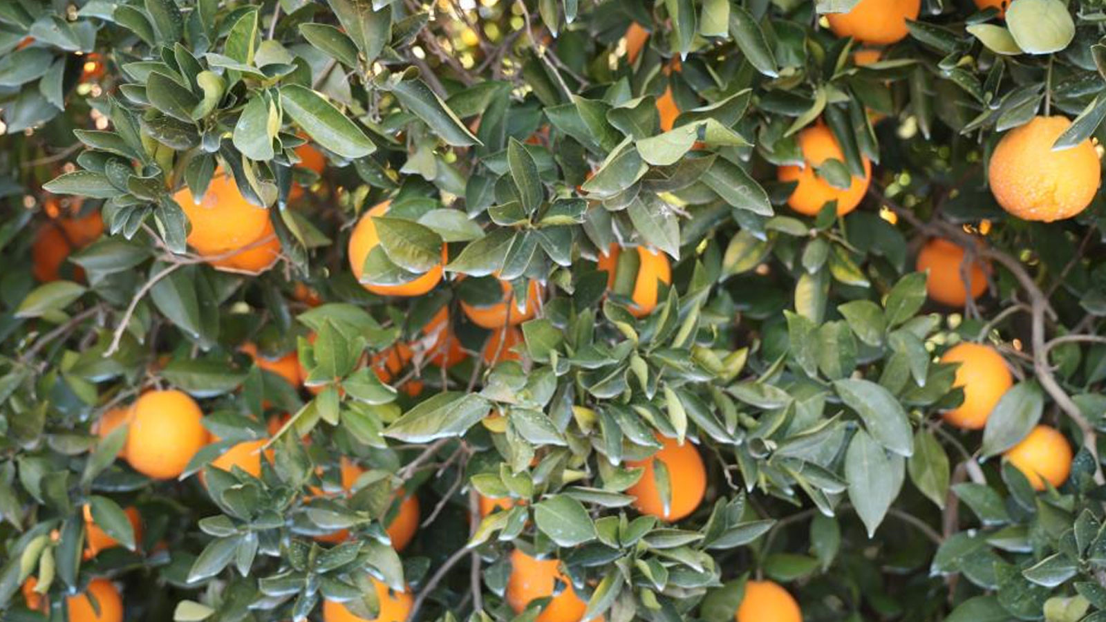 Tescilli Kozan portakalında hasat zamanı: Bahçede kilosu 10 TL