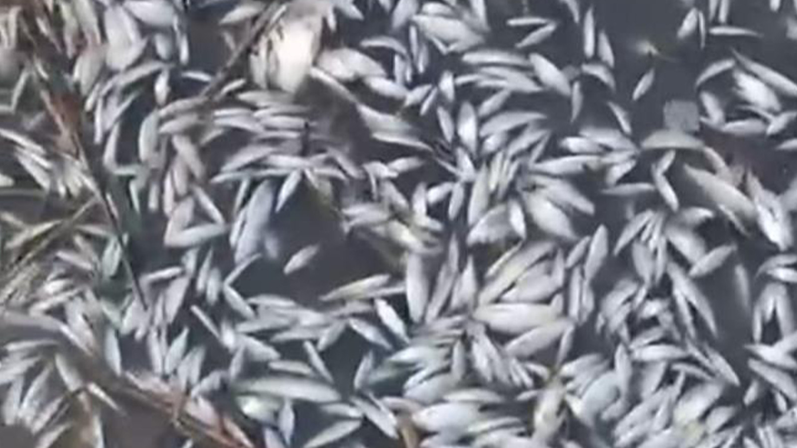 Uluabat Deresi’nde binlerce balık öldü