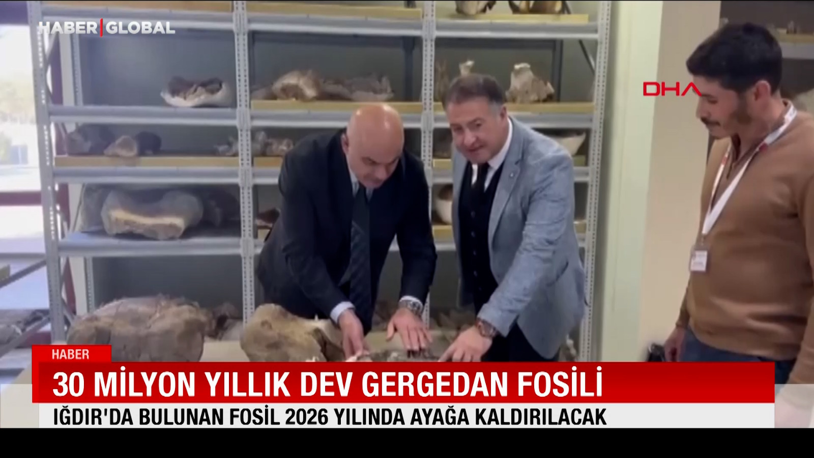 30 milyon yıllık dev gergedan fosili: 2026 yılında ayağa kaldırılacak
