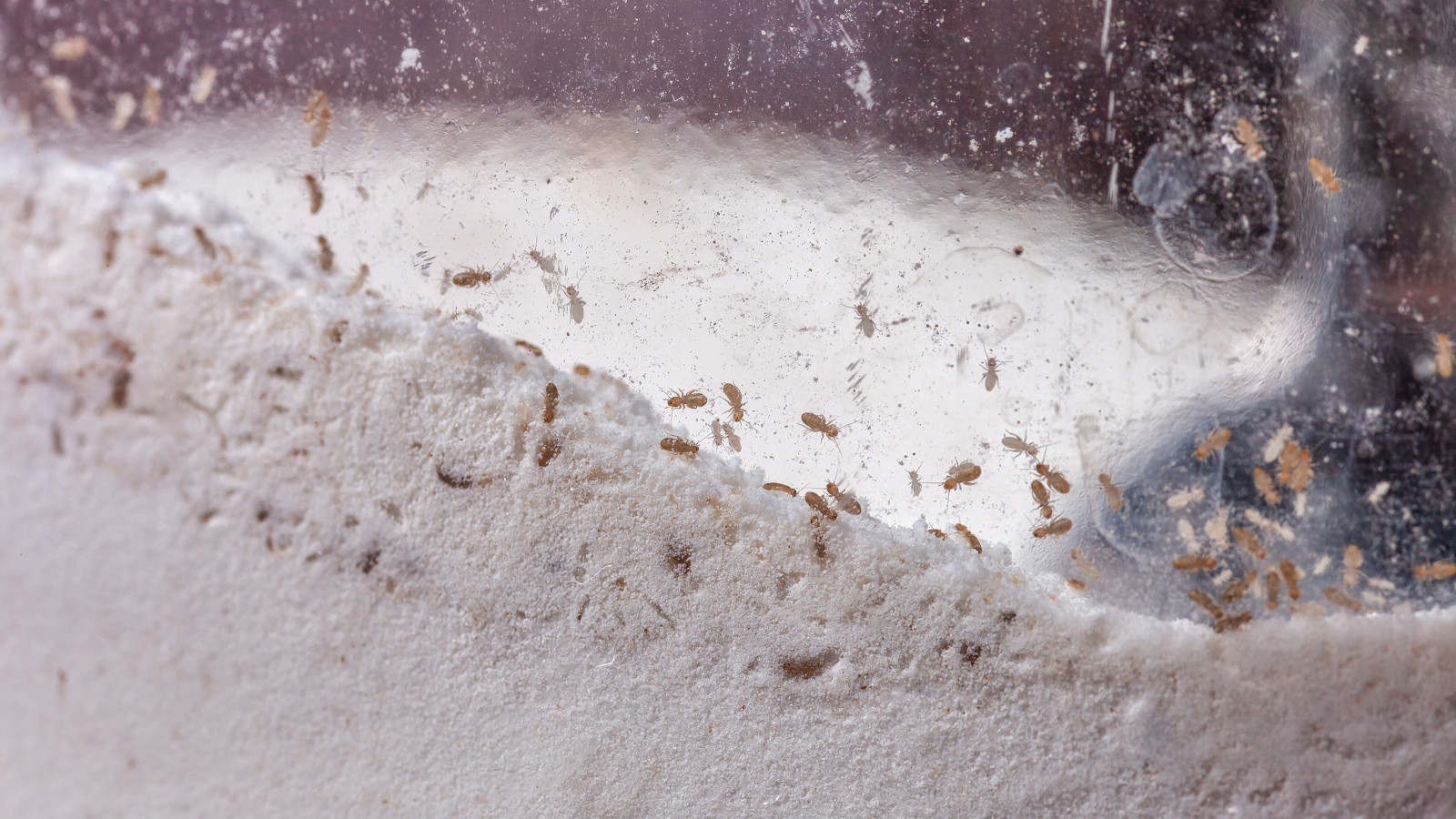 Aylarca dolap rafında beklese de bozulmuyor! Kavanozdaki unun böceklenmesini önleyen doğal yöntem açıklandı