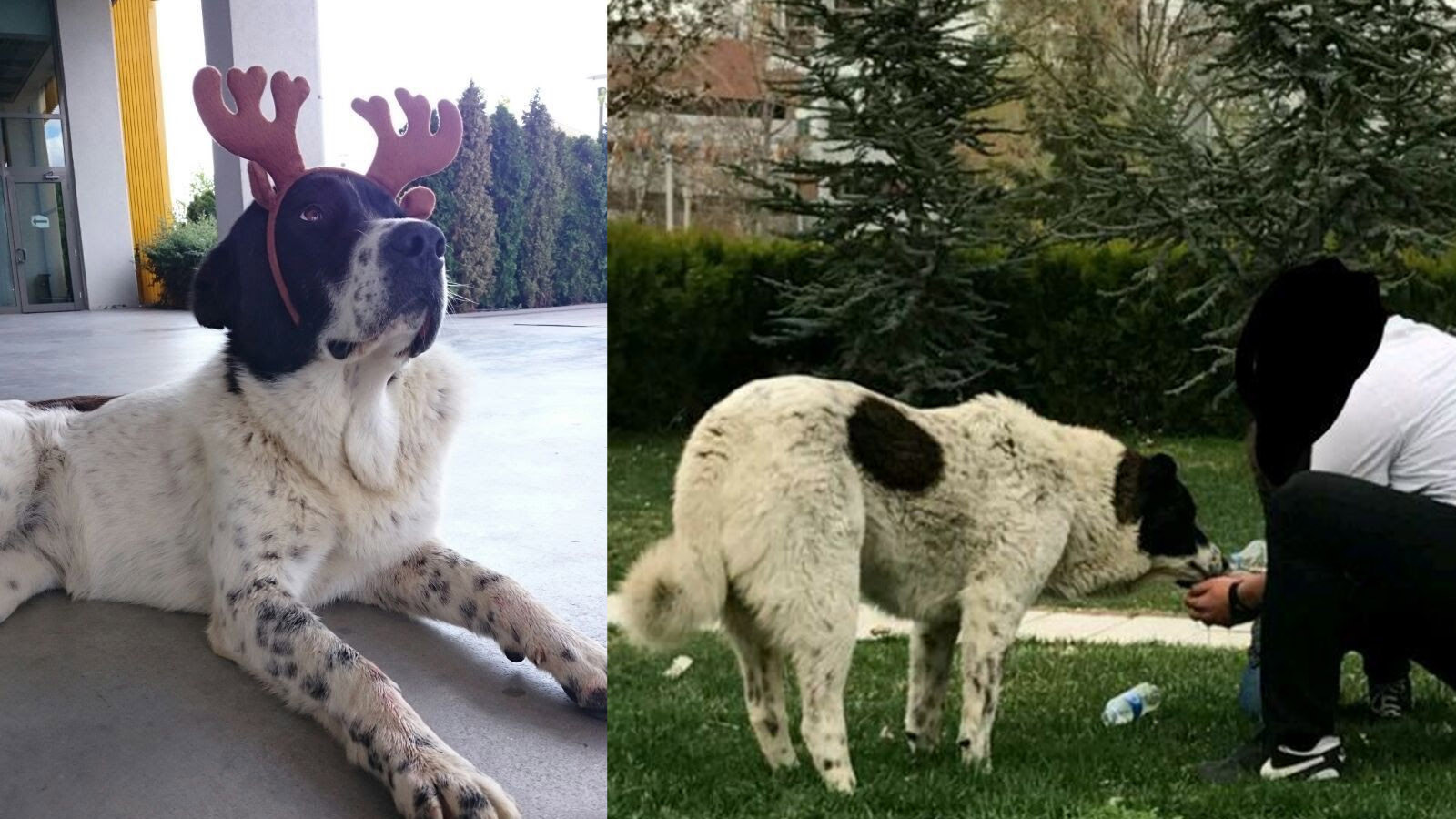 'Matmazel'in darbedilerek öldürüldüğü iddiasına ABB'den soruşturma