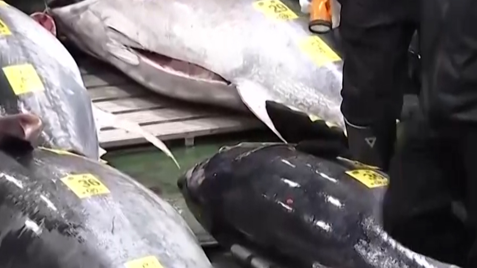 243 kiloluk orkinos 140 milyon liraya satıldı