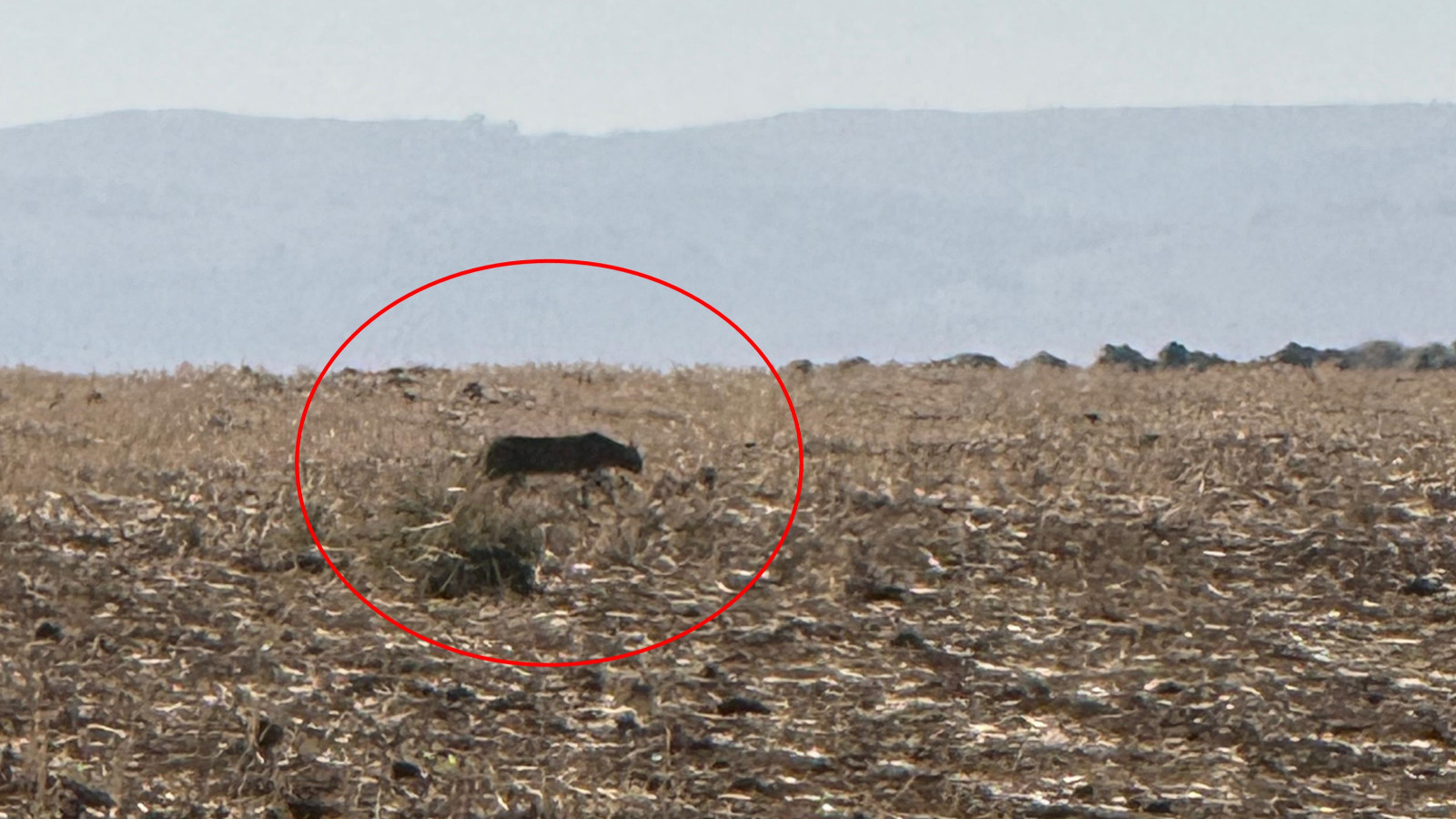Bir köylü tarafından yeniden görüntülendi: Çok tehlikeli, sakın vurmayın!