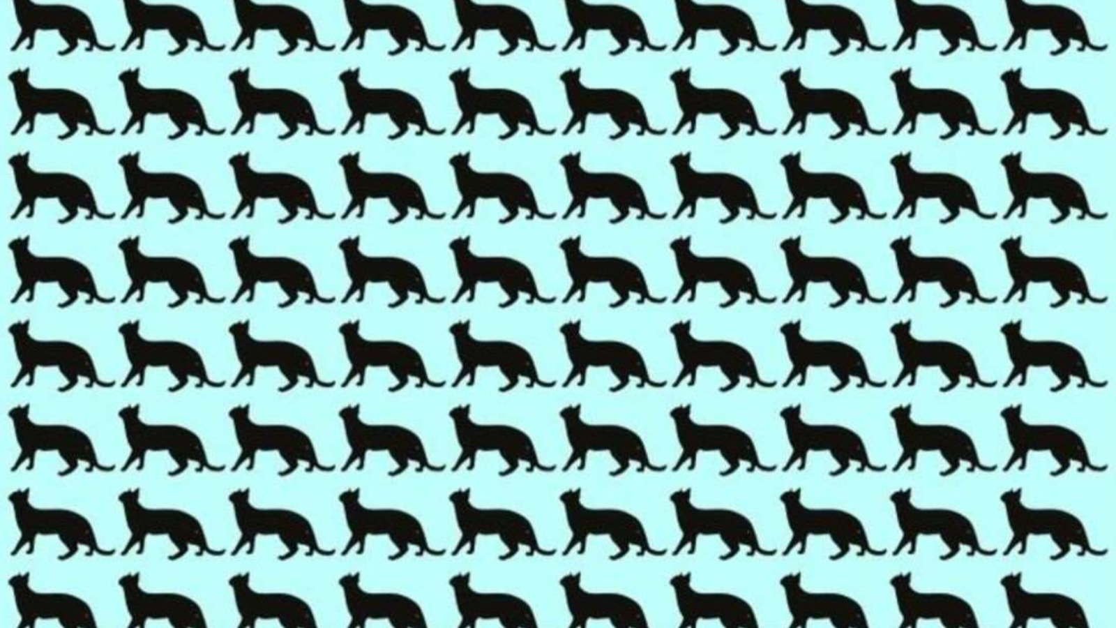 Deneyenlerin yüzde 98'i bulamıyor! Resimdeki farklı siyah kediyi 6 saniyede ayırt etmek için 130 IQ gerekiyor