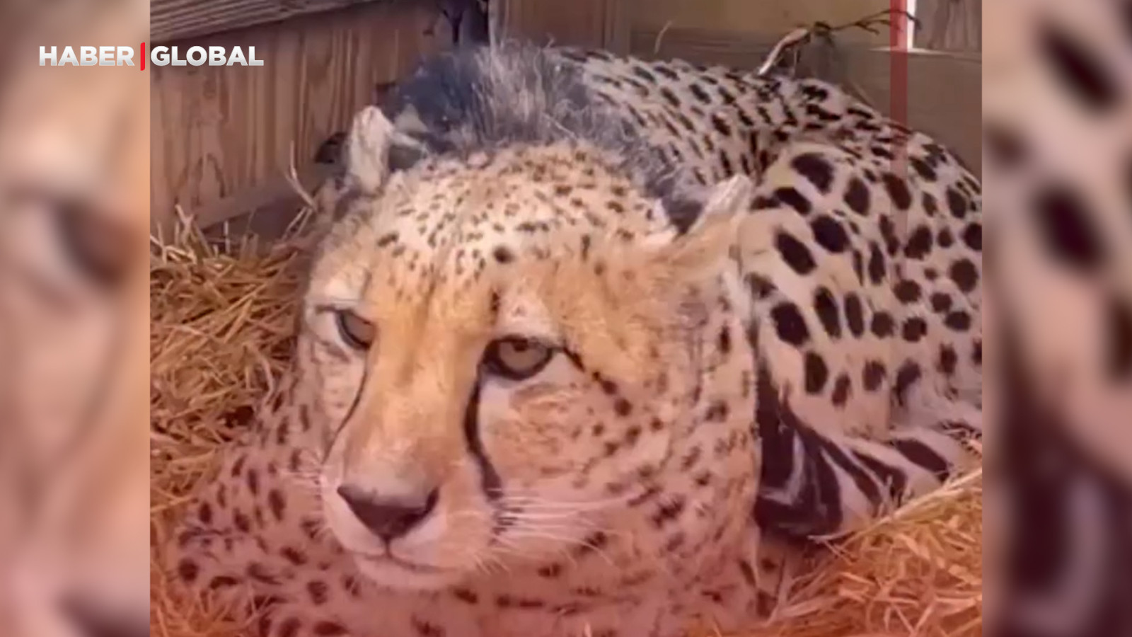 Dişi çita yanına gelmesi için erkek çitayı böyle çağırdı, o anlar viral oldu