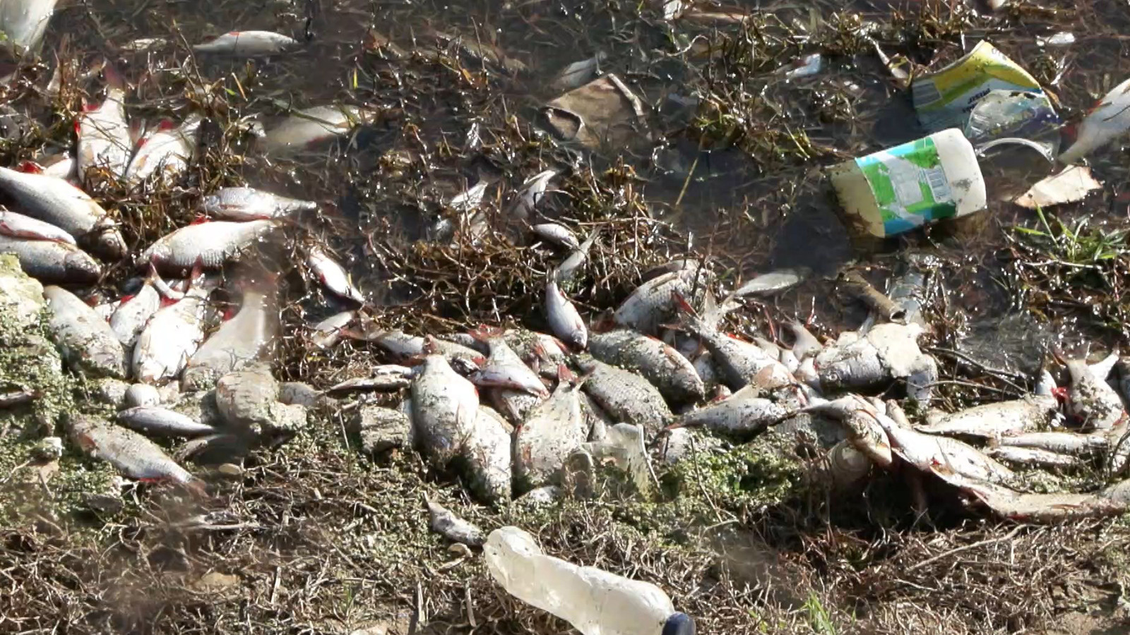 İstanbul'da tedirgin eden manzara! Bir bir kıyıya vurdular
