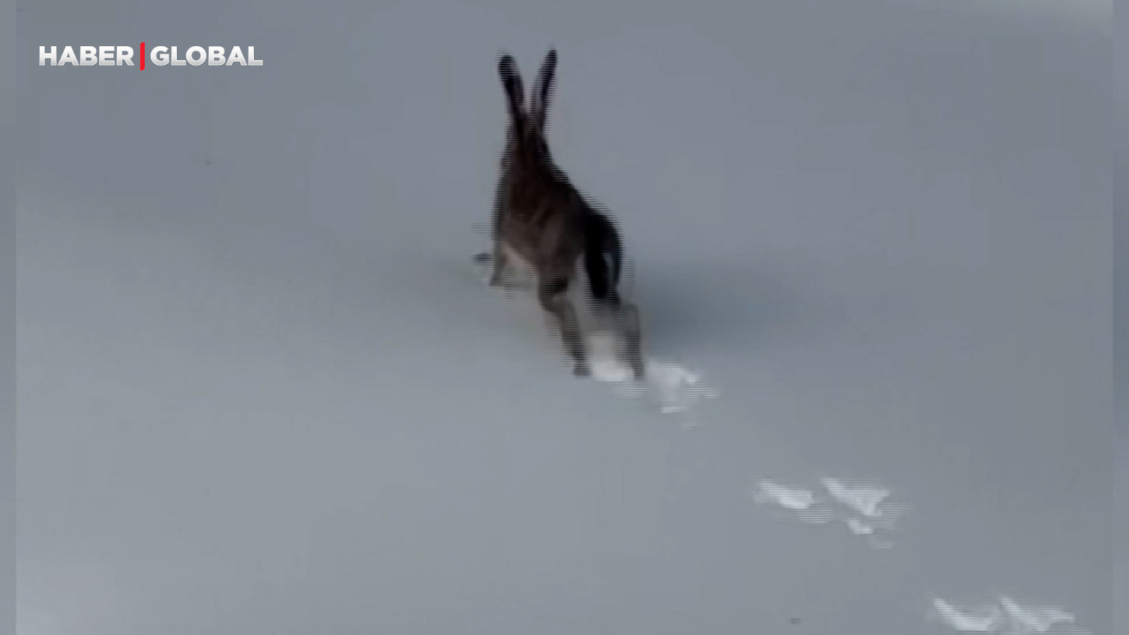 Kar üzerinde koşan yaban tavşanı görüntülendi