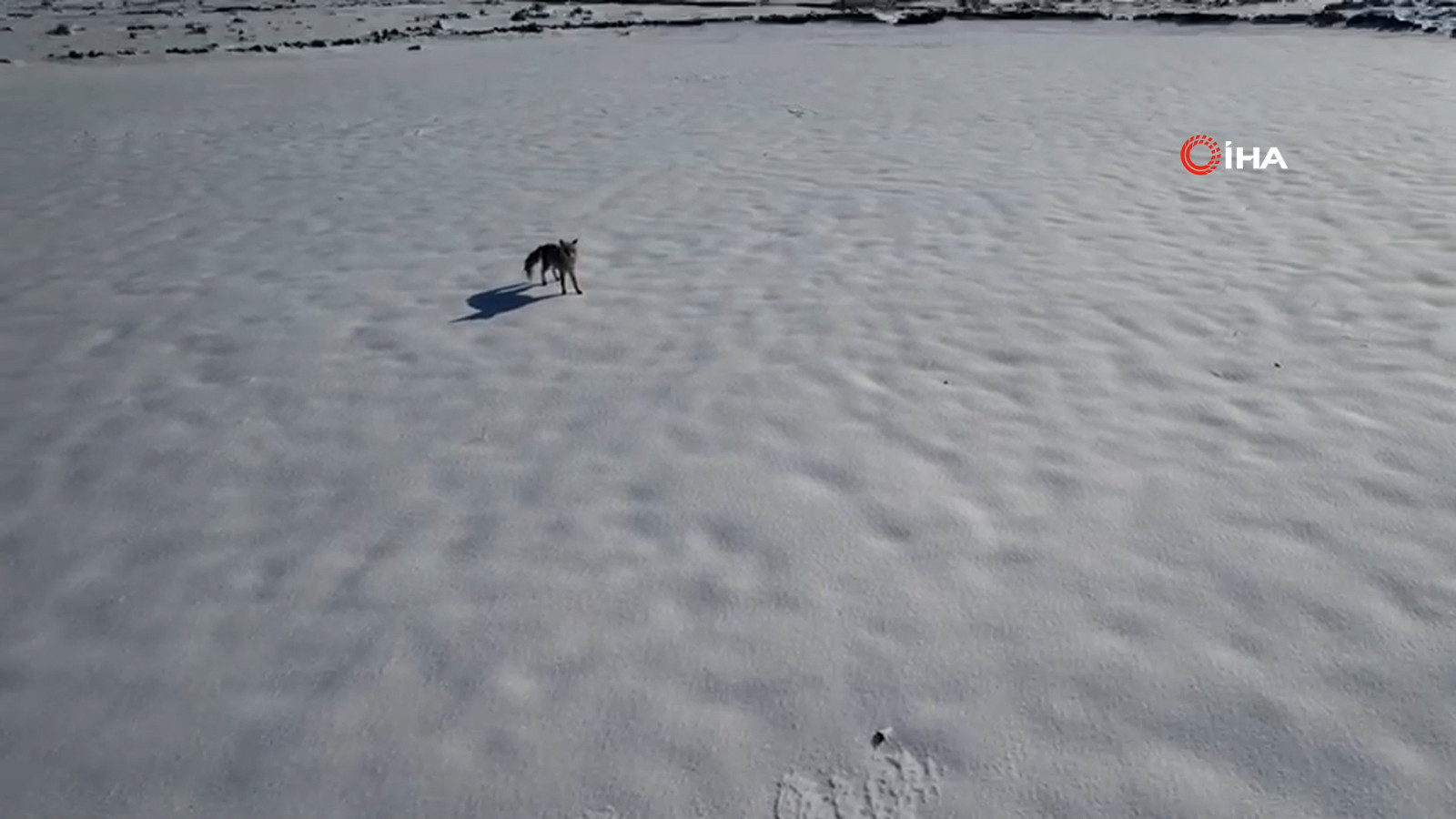 Tilki ve dron arasında eğlenceli kovalamaca