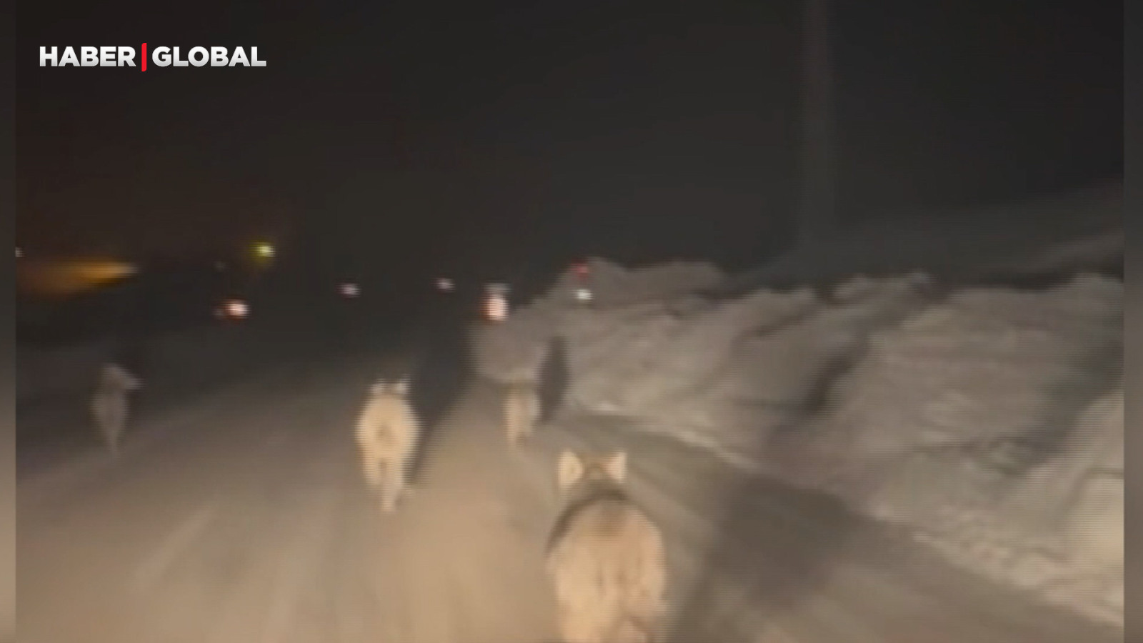 Yüksekova'da kurt sürüsü bu halde görüntülendi, "hiçbir şeye aldırış etmediler"