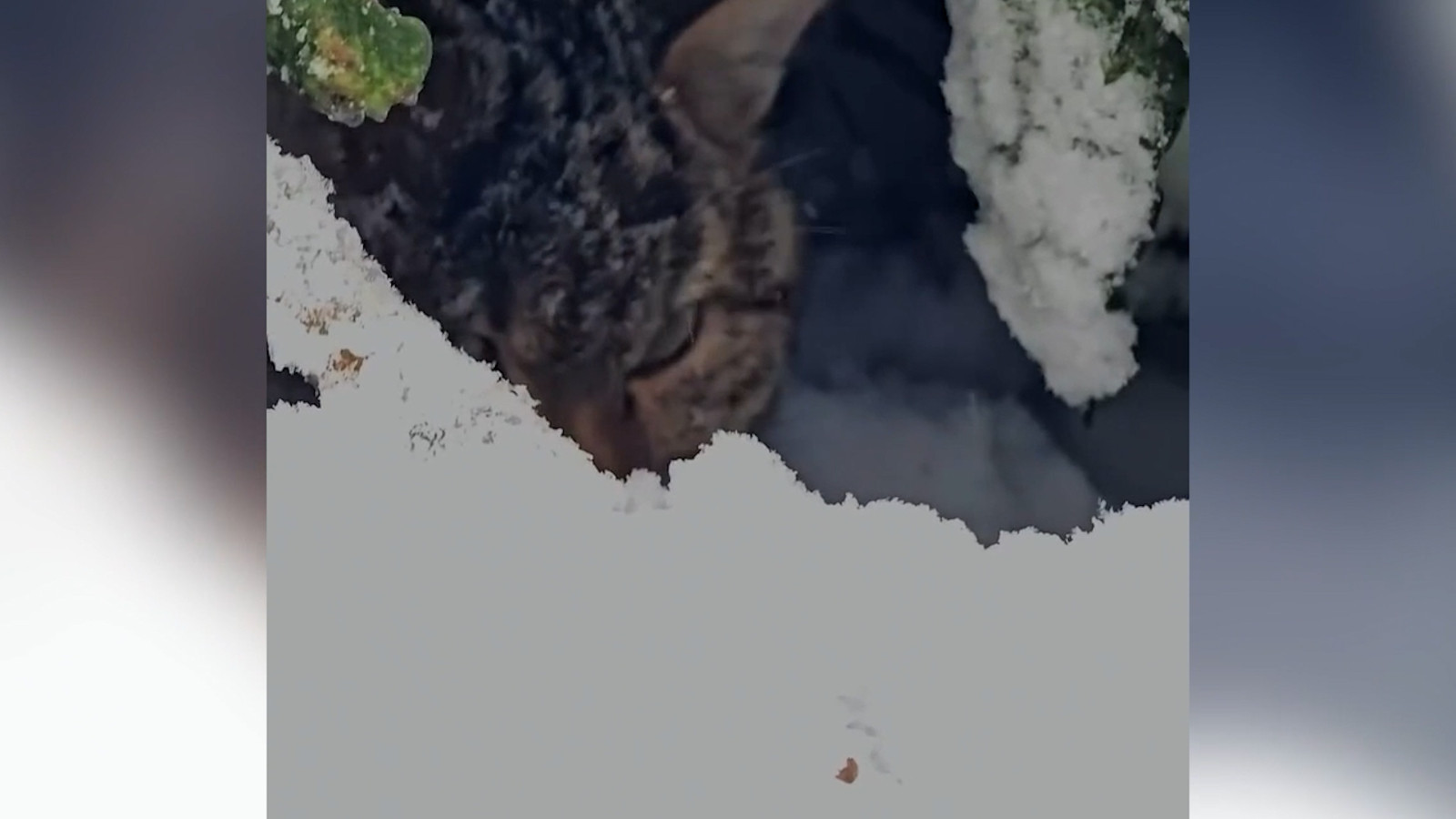 Bolu'da nadir bir an: Yaban kedisi böyle görüntülendi