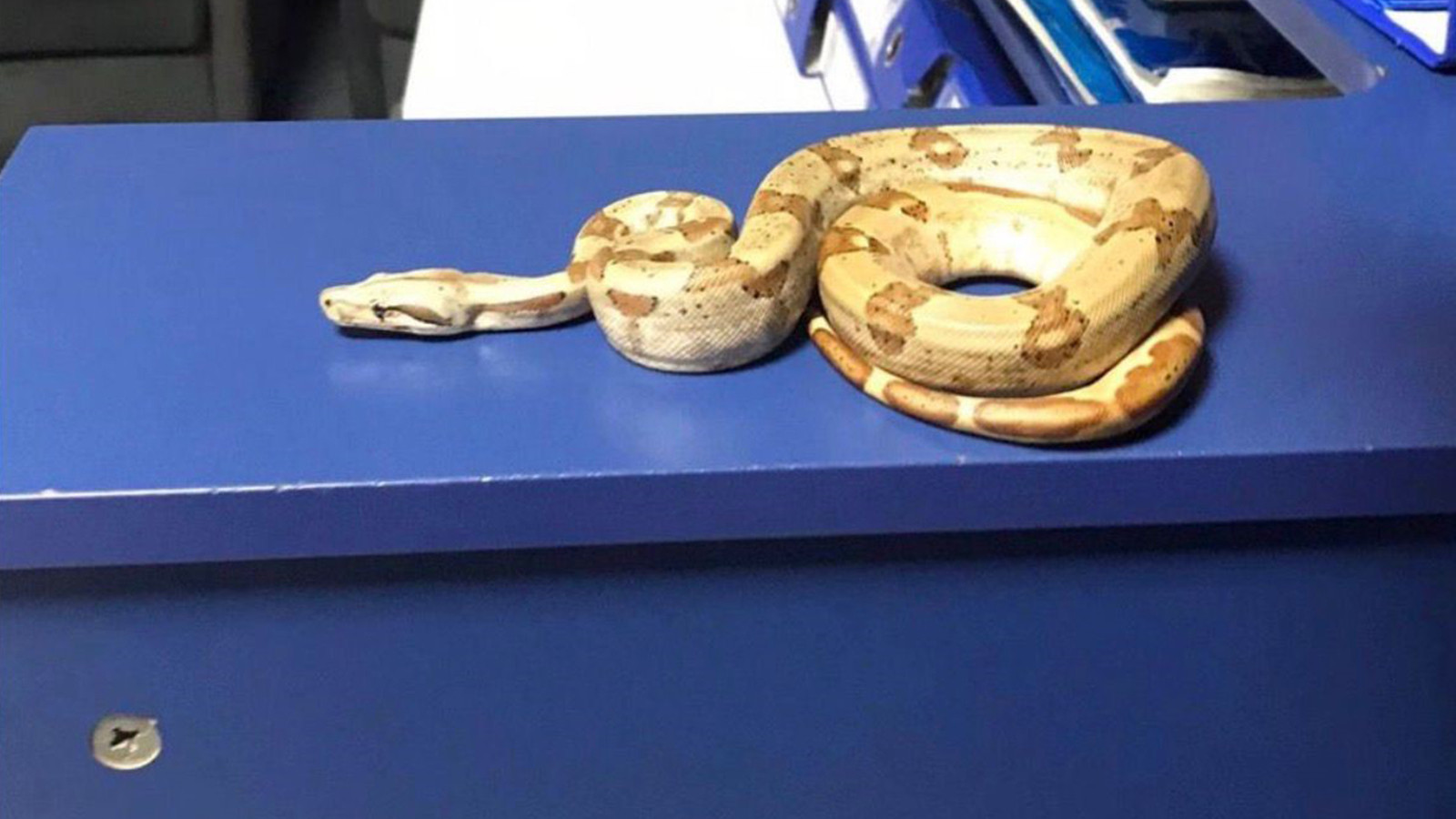 Kafede yılanla gezdi, ceza yedi