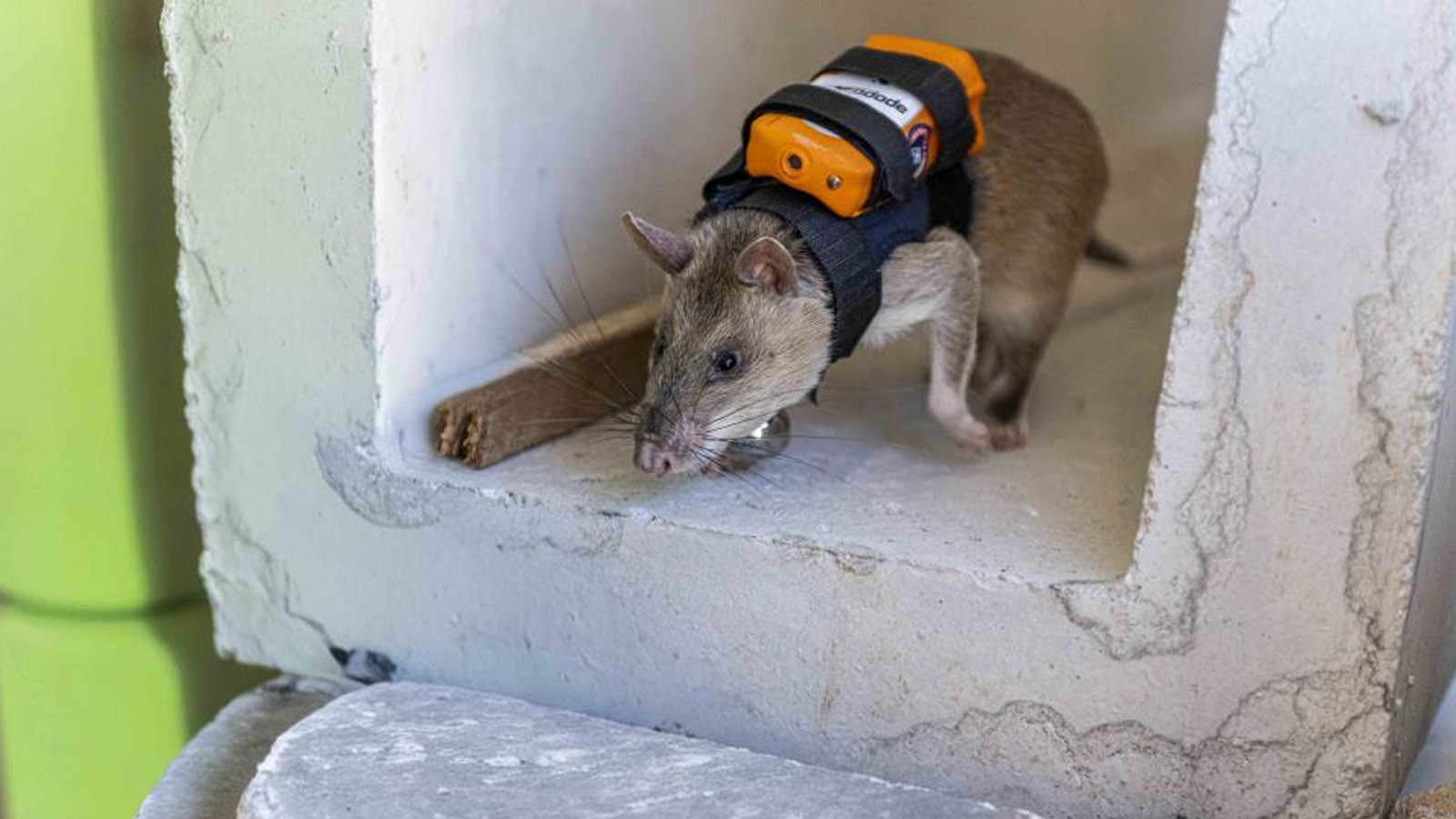 Afetlerde yeni umut: Eğitimli fareler enkazda can kurtaracak