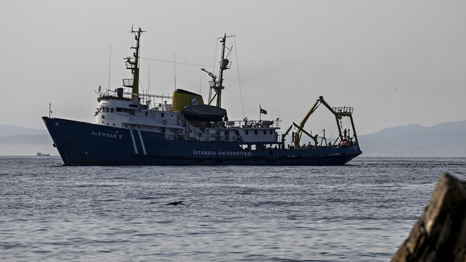 Akın akın Marmara Denizi'ne geliyorlar, uzmanlar şaşkın: Burada olmamaları lazım