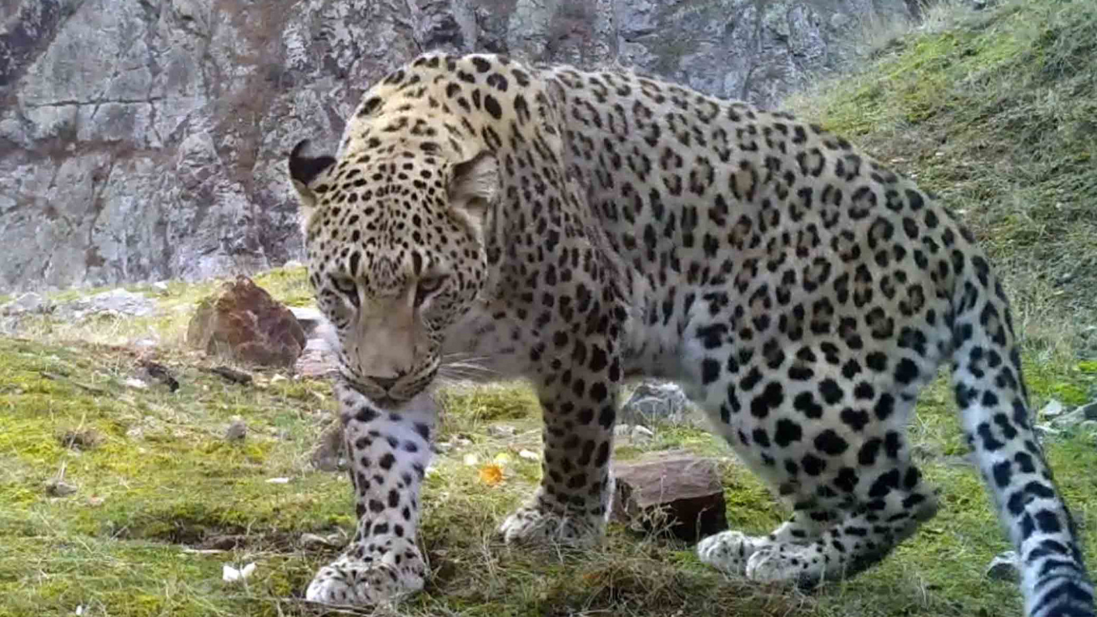 Anadolu efsanesi olarak biliniyor! Gördüğünüz yerd…