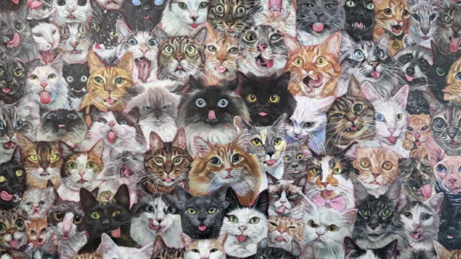 Kedileri herkes görüyor ama rakunu bulan dahi sayılıyor