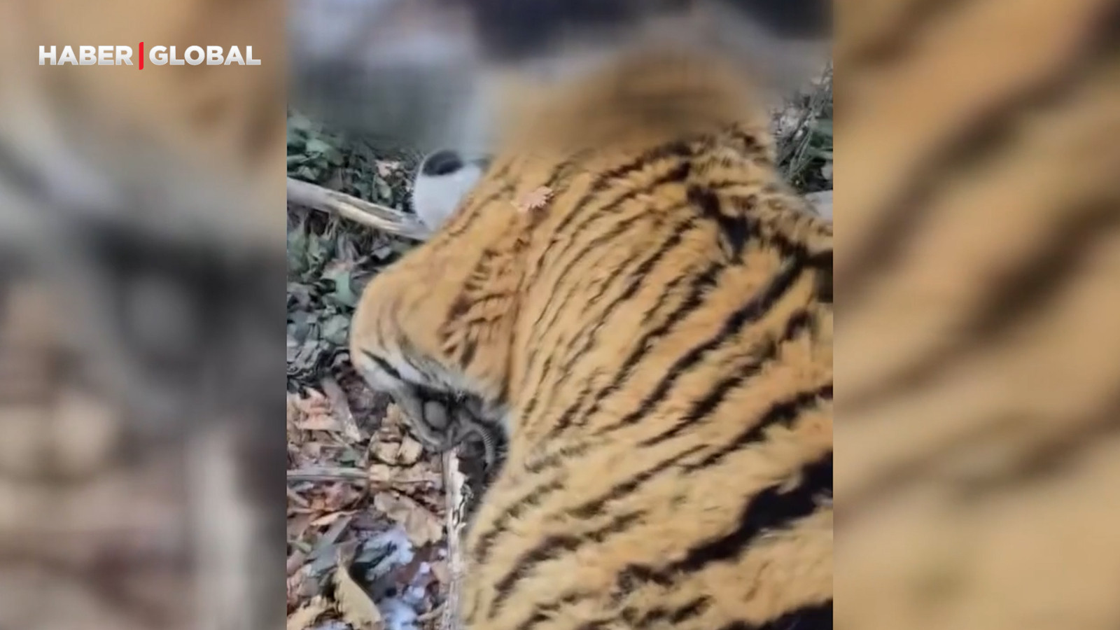 İnsanlara saldıran Sibirya Kaplanı böyle yakalandı