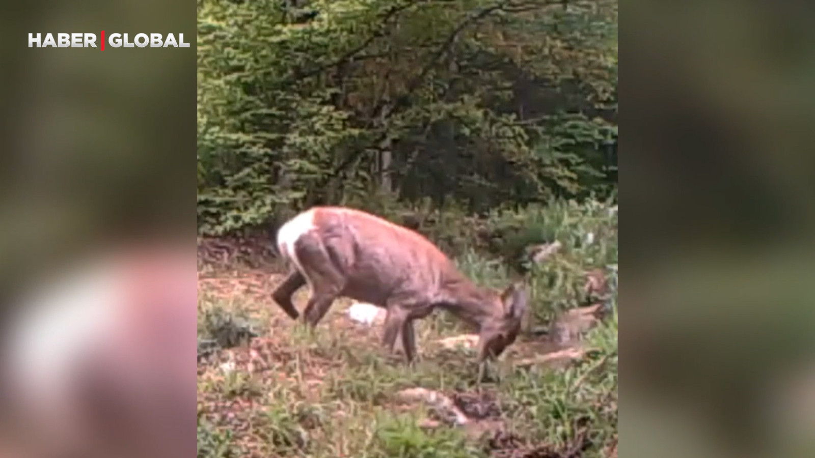 Kocaeli'de ormanda su birikintisine giren geyik görüntülendi