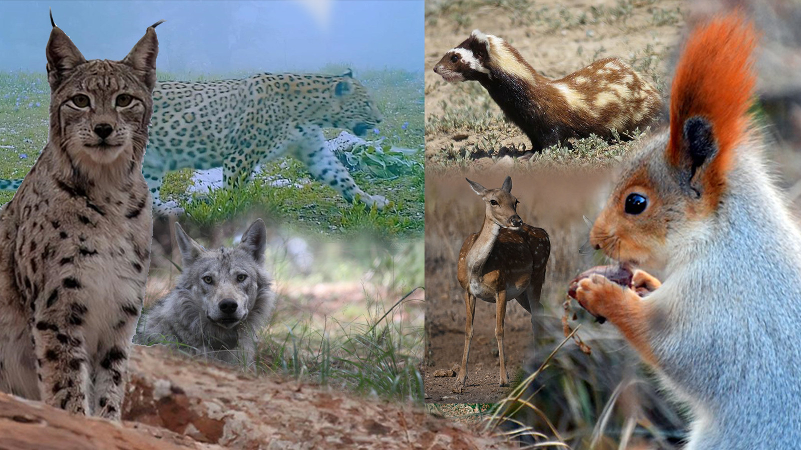 Türkiye'nin en değerli 34 hayvanı açıklandı