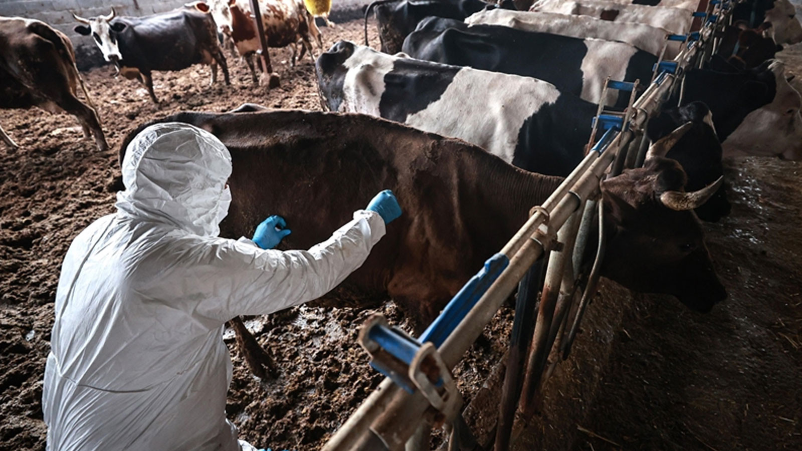 Bilecik'te şap alarmı: Hayvan giriş-çıkışları yasaklandı