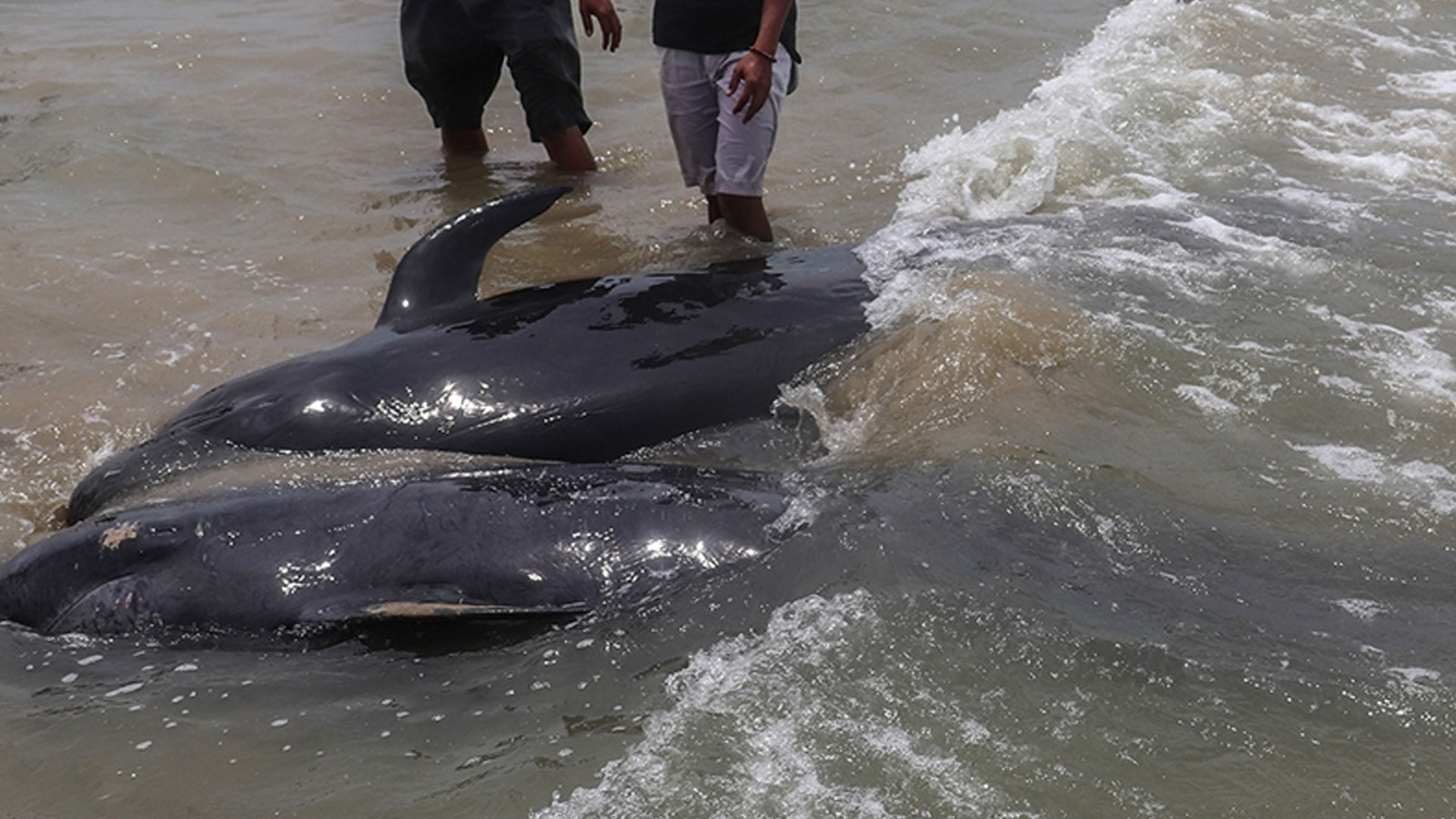 Yeni Zelanda'da karaya vuran 5 pilot balina öldü