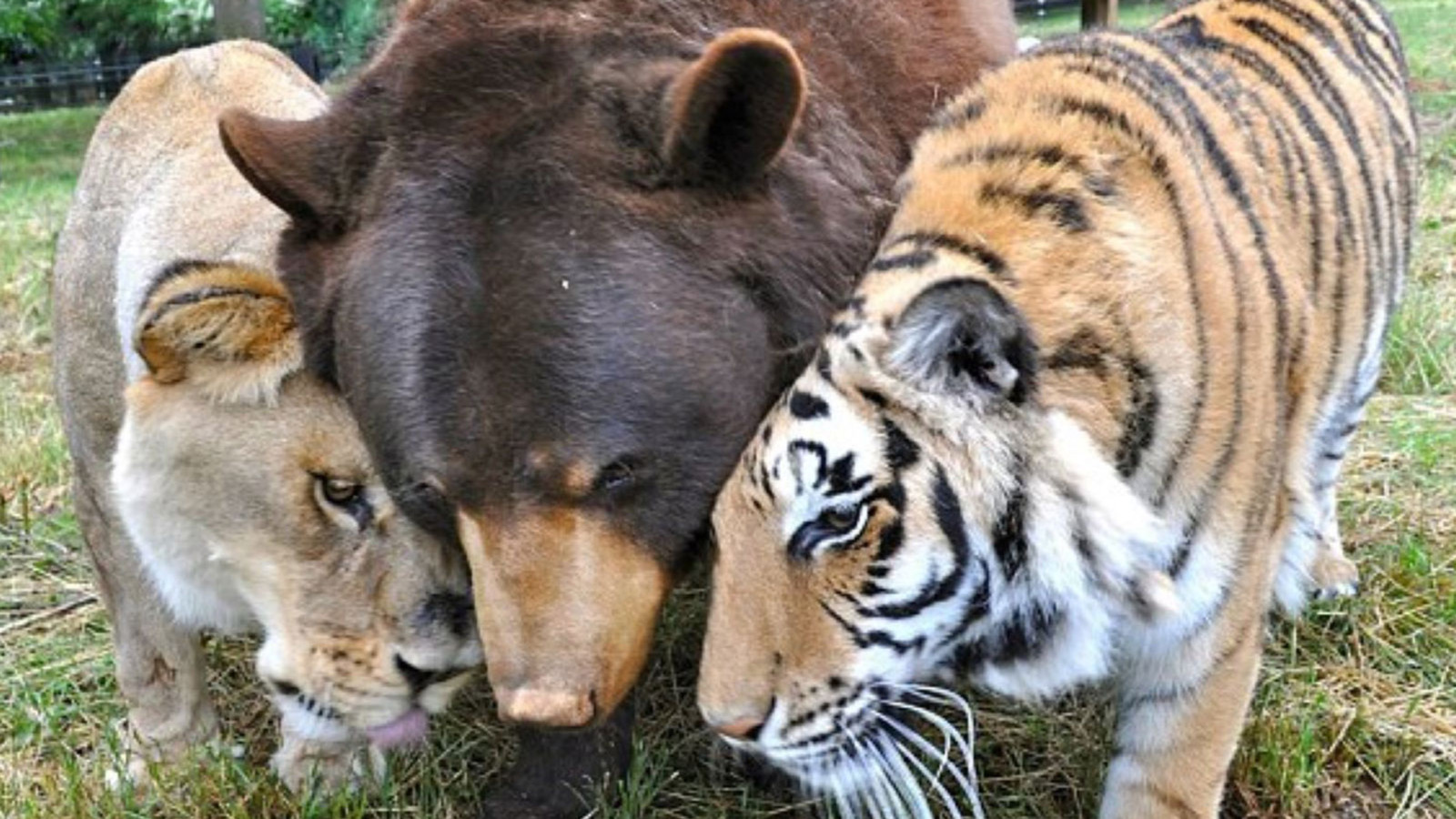 Birbirlerinden ayrılmayan ayı, kaplan ve aslanın unutulmaz hikayesi