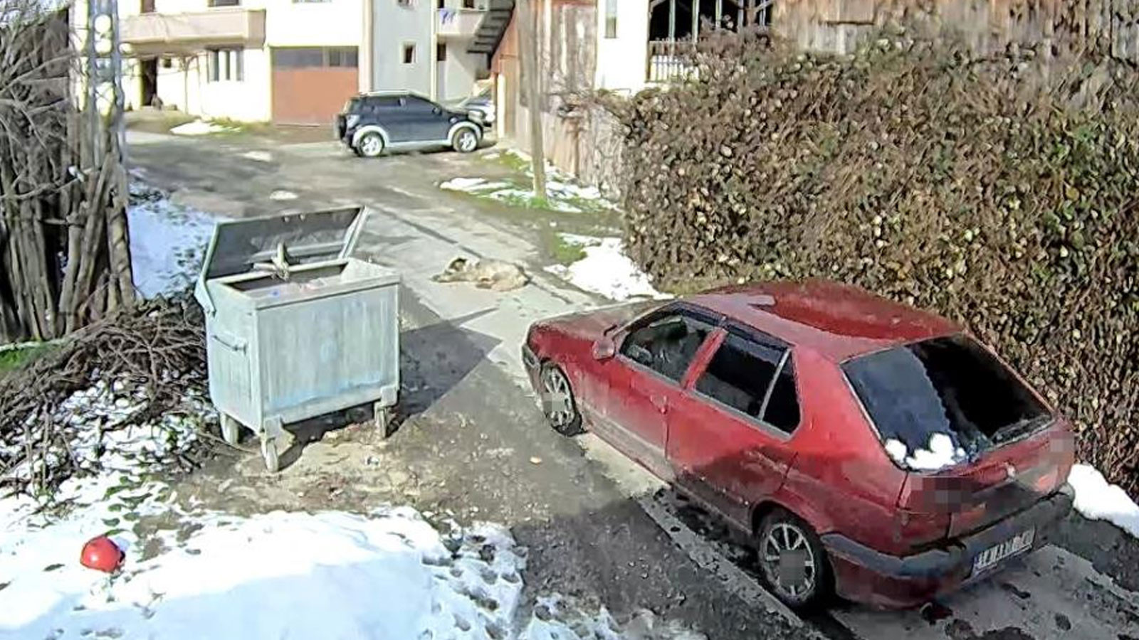 Bolu'da bir sürücü yolda yatan köpeği ezip, yoluna devam etti