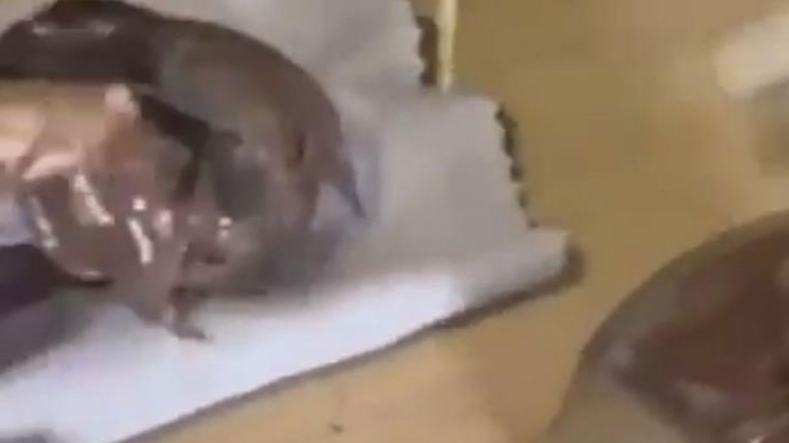 Çikolata kavanozundan çıkanlar şoke etti