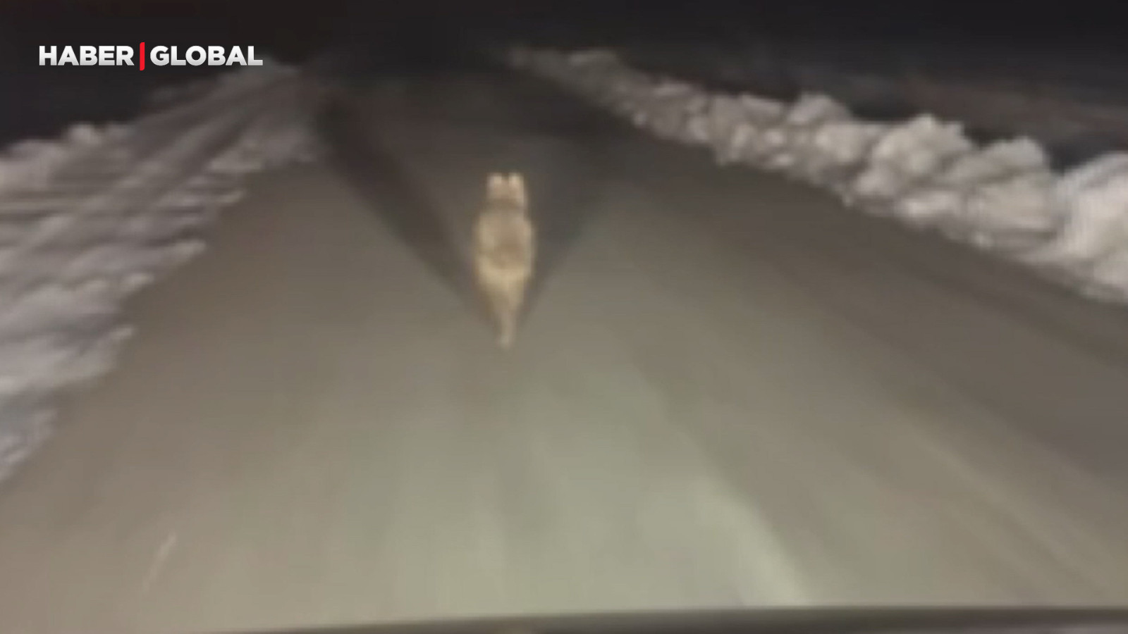 Diyarbakır'da şaşırtan anlar: Kurt araç önünde kilometrelerce koştu