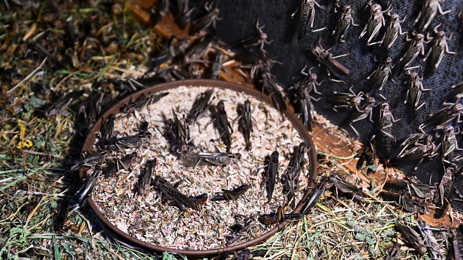 Hamam böceği, çekirge ve un kurdu... Türkiye'nin böcek ihtiyacı buradan karşılanıyor