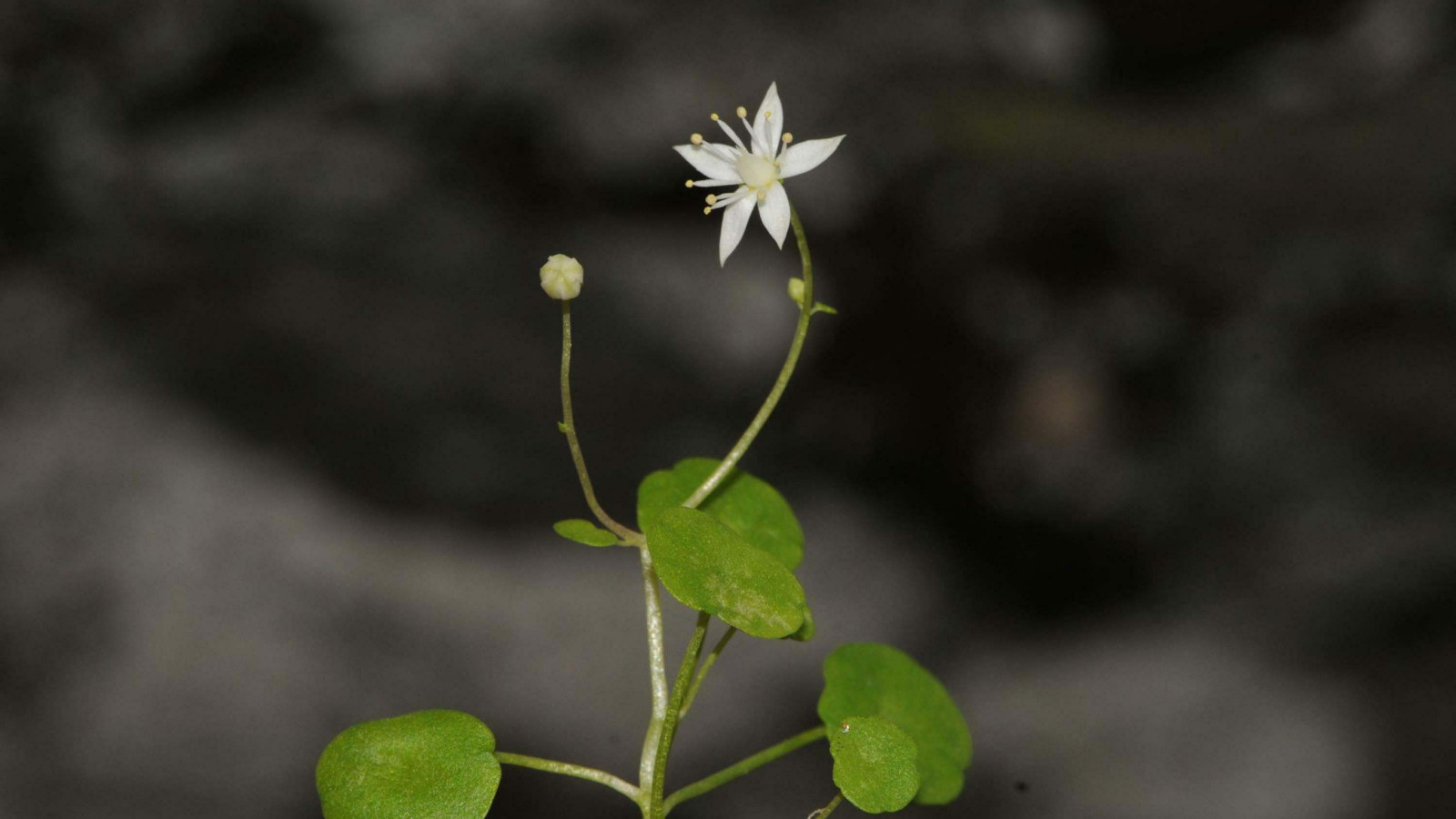 İzmir'de endemik bitki türü keşfedildi
