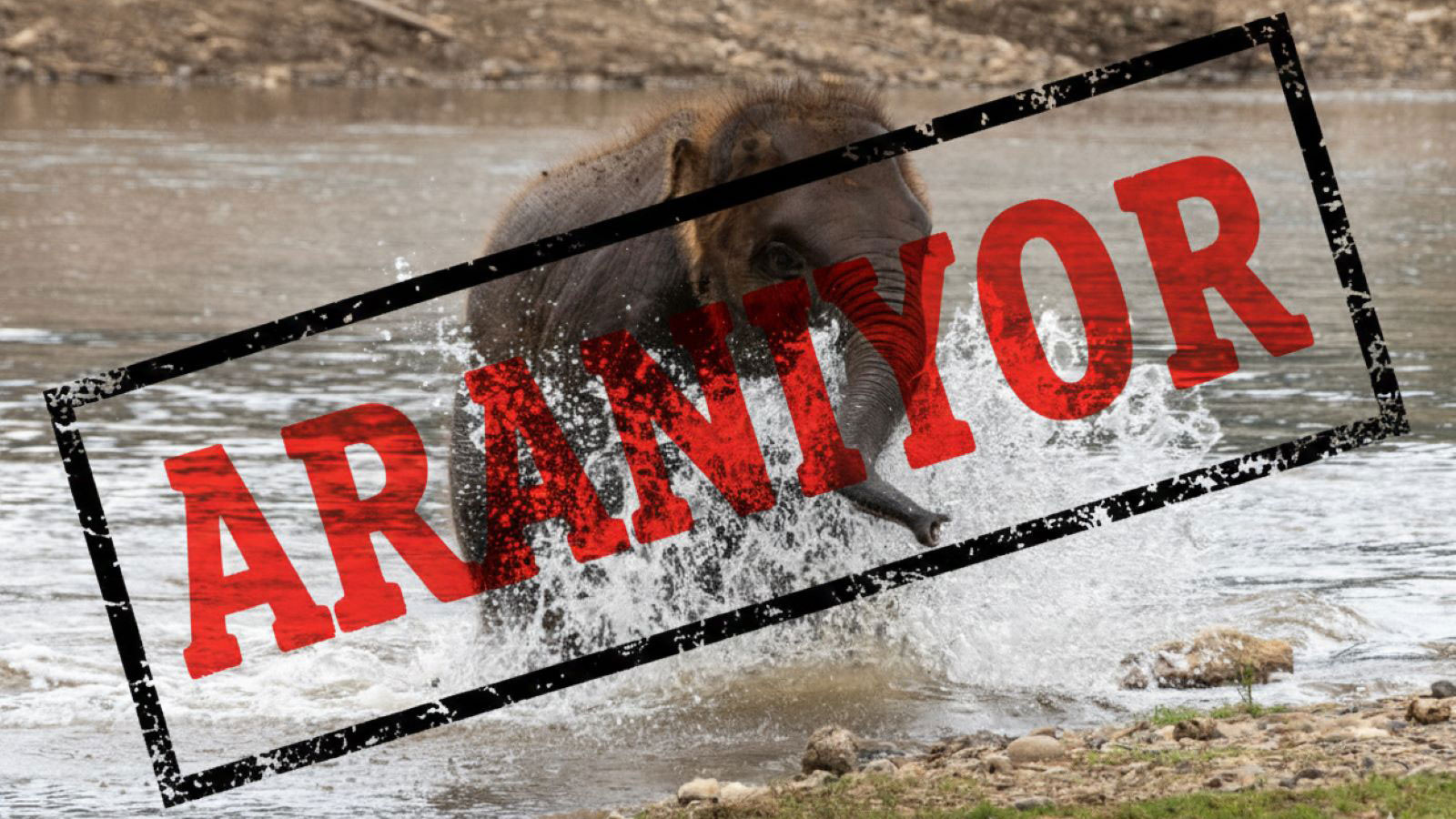 Sürüden dışlanan ve geceleri ortaya çıkan seri katil fil aranıyor: 17 kişiyi öldürdü