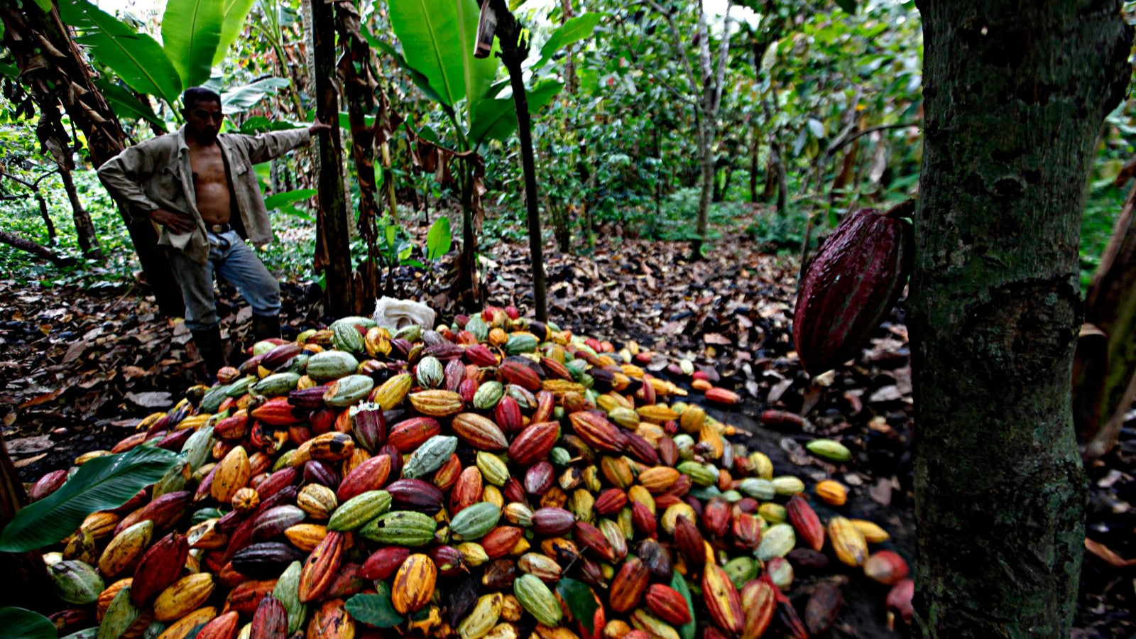 Kakao camiası 3 aydır başka bir şey konuşmuyor