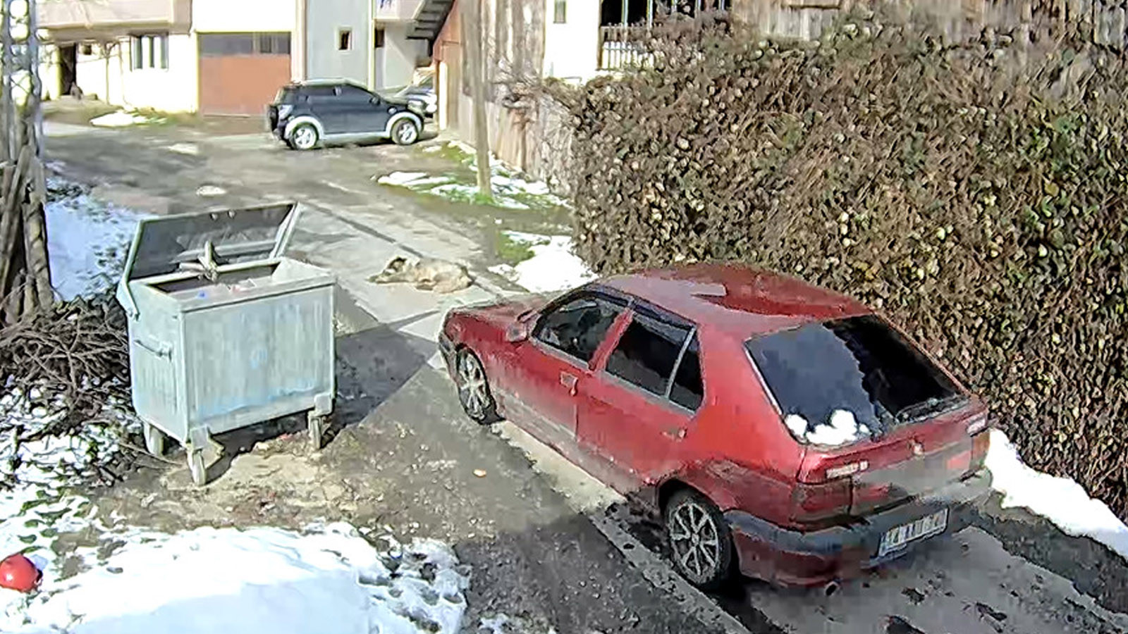 Hem otomobille ezildi hem silahla vuruldu: Köpeğin üzerinde yüzlerce saçma izine rastlandı