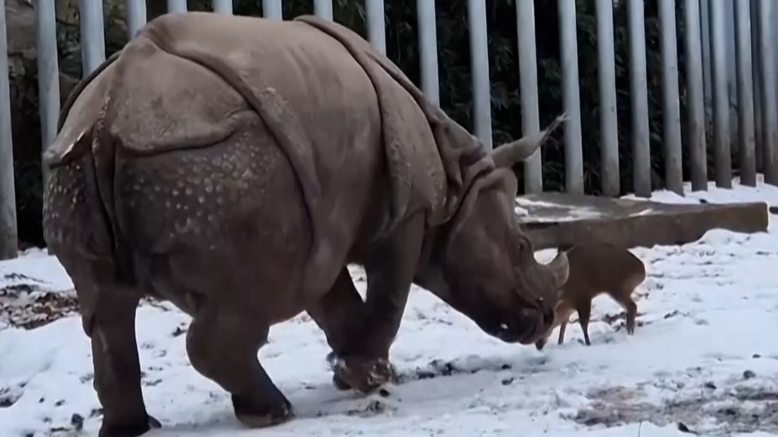 17 kiloluk geyik 100 katı ağırlığındaki gergedanla kavga etti