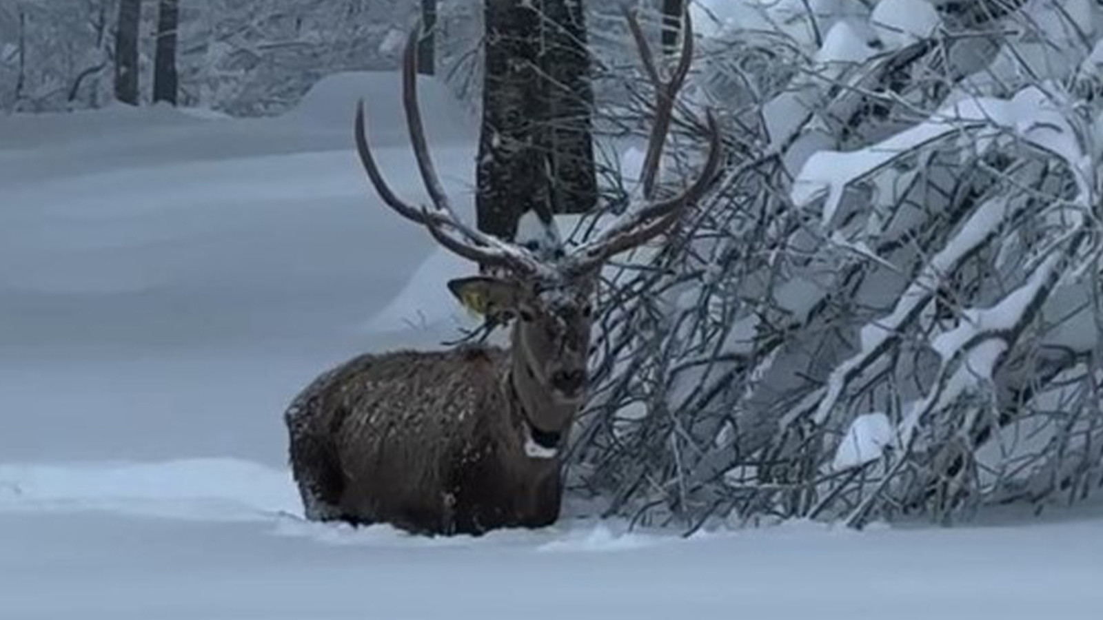 Belediye başkanı sosyal medyadan paylaştı; karlar içinde görüntülendi