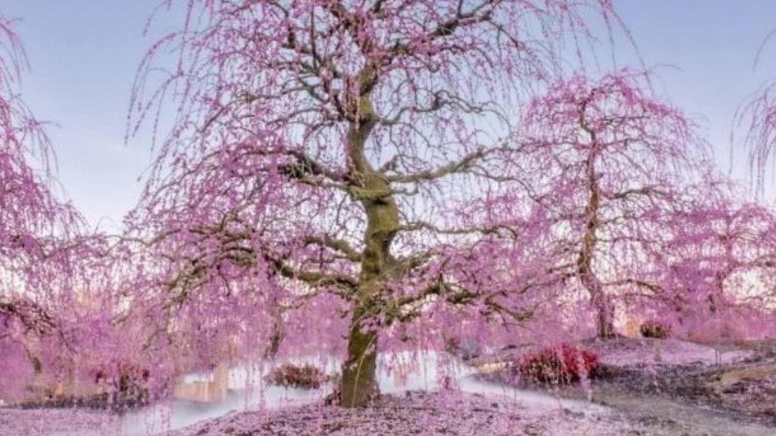 Gerçek dahiler gizli flamingoyu 9 saniyede buluyor